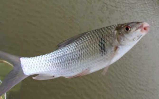 钓鲮鱼用什么线组合适