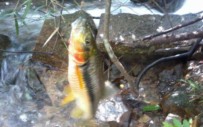 溪流钓用什么钓竿