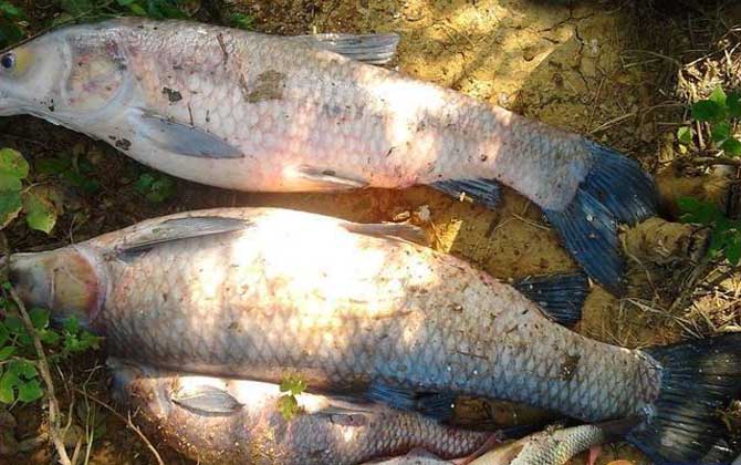 钓青鱼用几克的浮漂