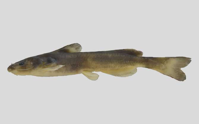 细体拟鲿是什么鱼