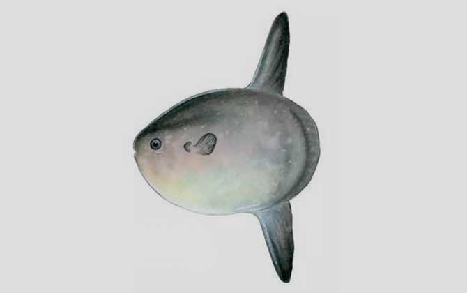 翻车鲀是什么鱼