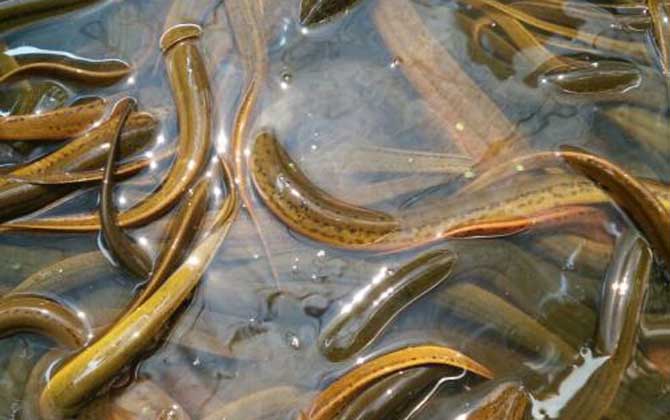 黄鳝和泥鳅的区别