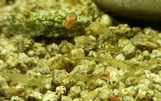 如何养出五颜六色的黑壳虾