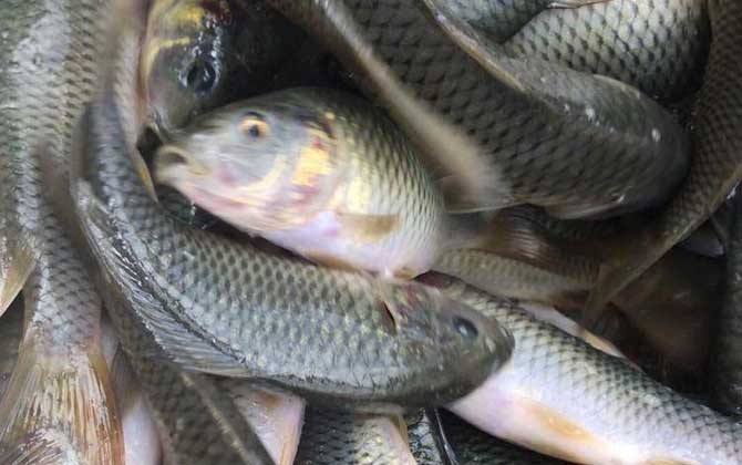 禾花鱼是鲫鱼还是鲤鱼