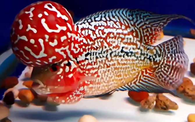 罗汉鱼价格多少钱一尾