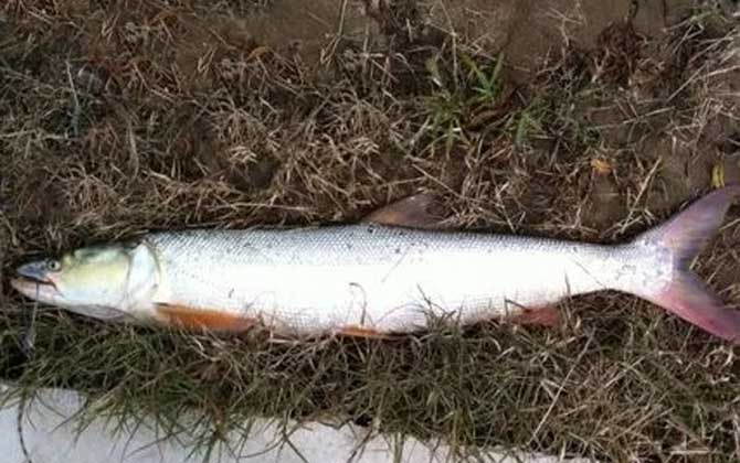 鳡鱼和翘嘴哪个贵