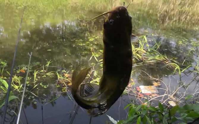 黄骨鱼生活在污水中吗