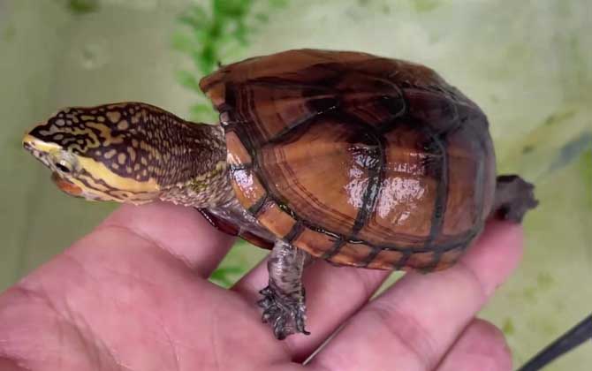 果核蛋龟是什么龟