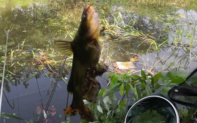 黄颡鱼什么时候进食