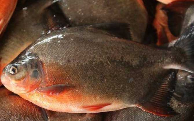 淡水白鲳可以当观赏鱼养吗