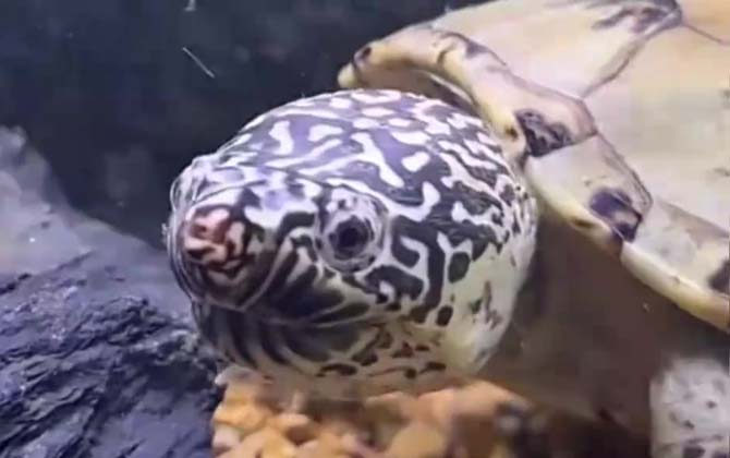 墨西哥蛋龟是什么龟