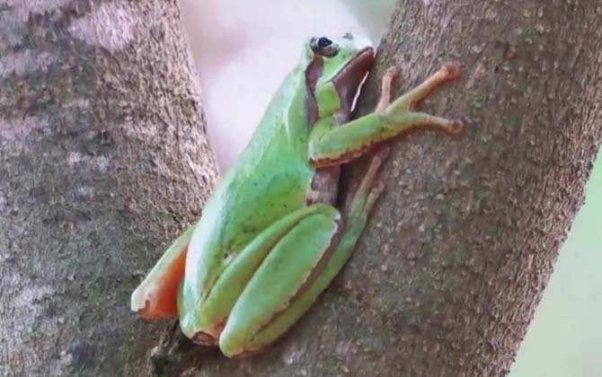 树蛙