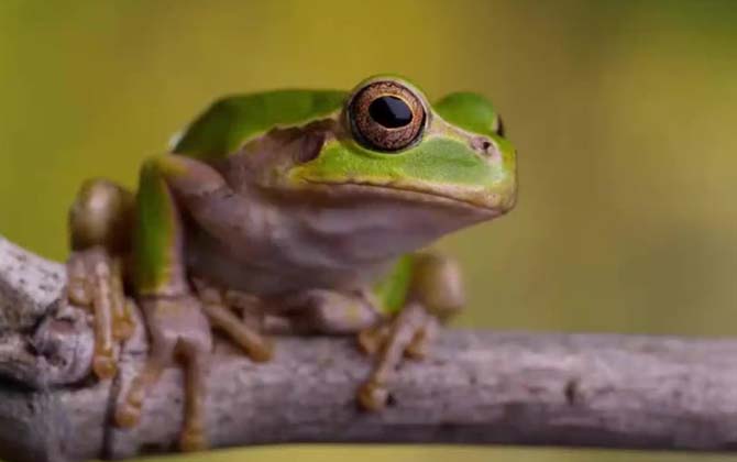 树蛙