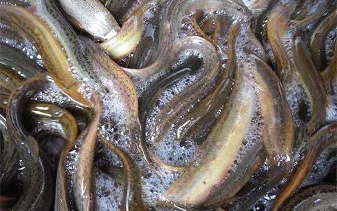 泥鳅在家里用清水能养吗