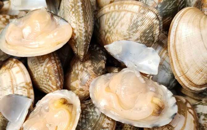 花蛤可以放几天