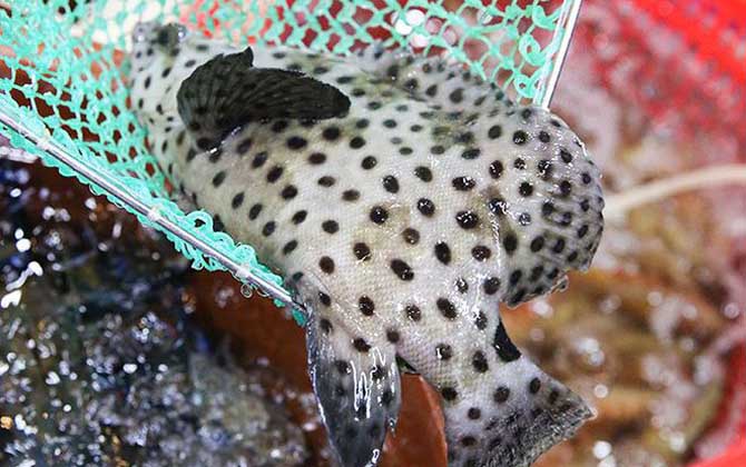 老鼠斑和东星斑哪个贵