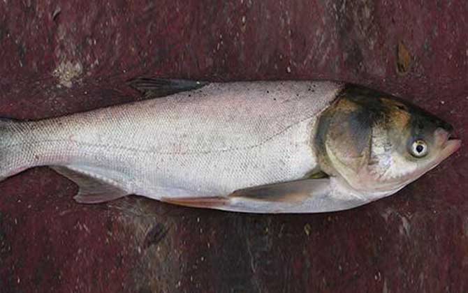 白鲢的肉质真的不好吗