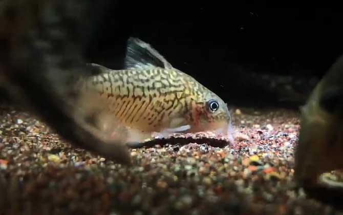 鼠鱼水温多少度合适