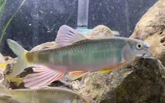 宽鳍鱲能长多大