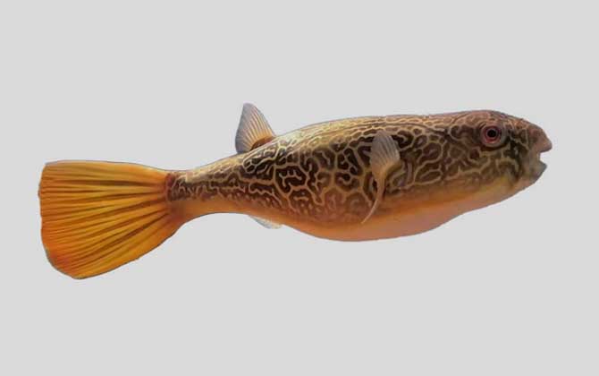 丘疹鲀是什么鱼