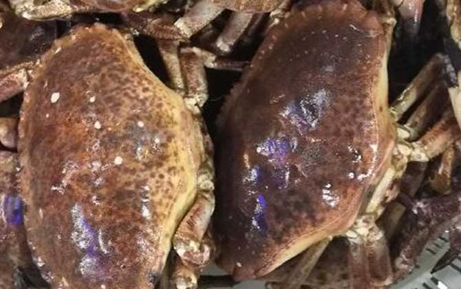 面包蟹价格多少钱一斤