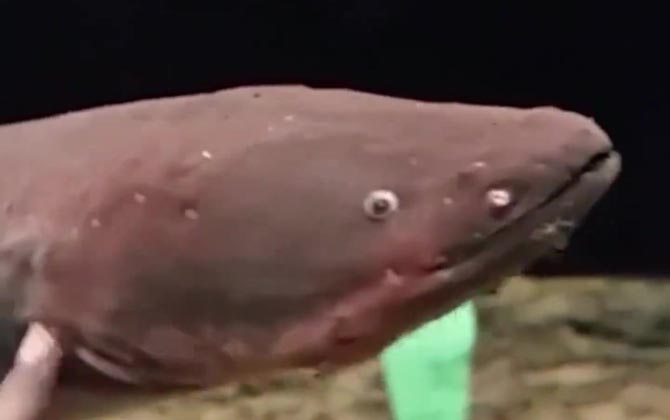 电鳗可以用来发电吗