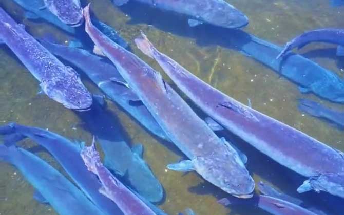 哲罗鲑和虹鳟鱼一样吗