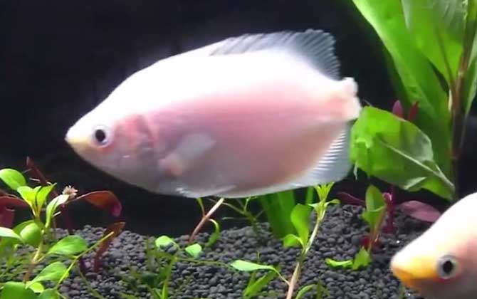 接吻鱼为什么接吻