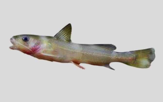 切尾拟鲿是什么鱼