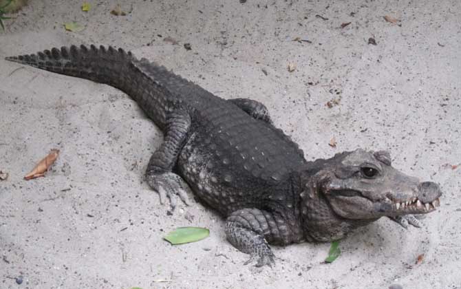 非洲侏儒鳄是什么动物