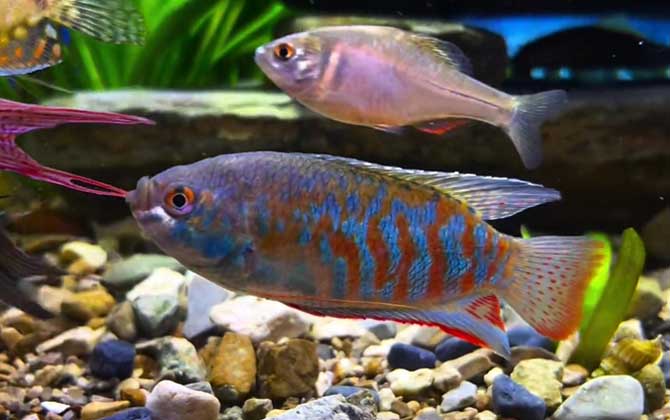 丽丽鱼能长多大