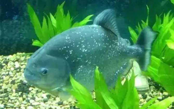 食人鲳的原产地在哪里