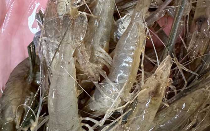 青虾和基围虾的区别