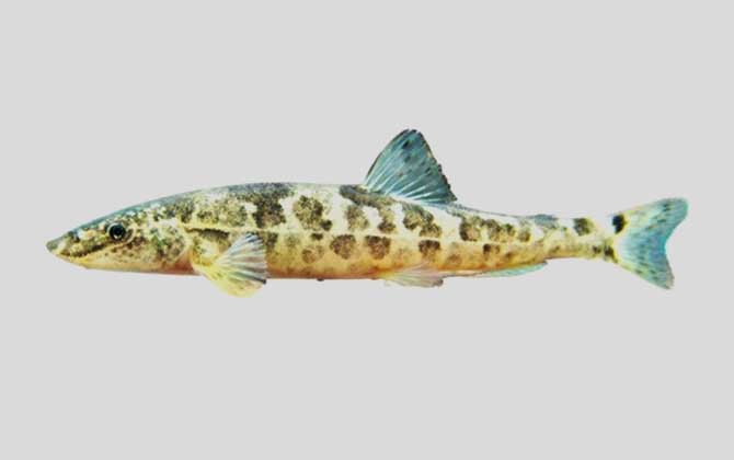 东方高原鳅是什么鱼