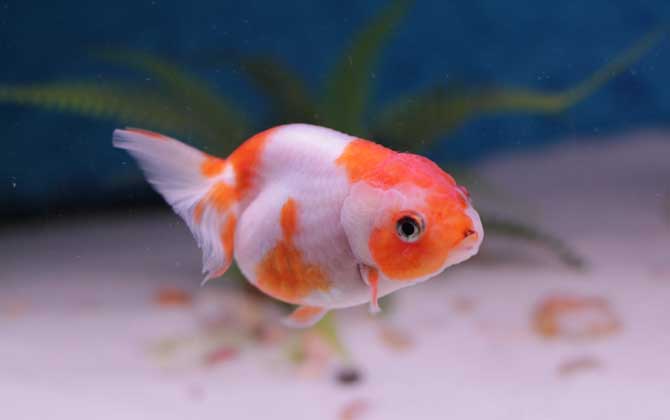 鱼的记忆真的只有7秒吗