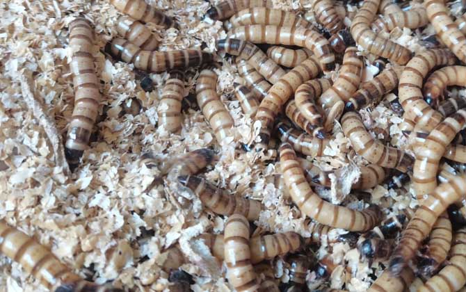 面包虫吃什么食物