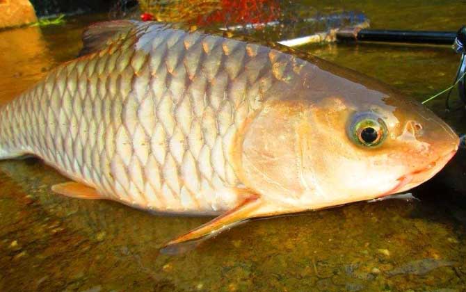 军鱼吃什么食物