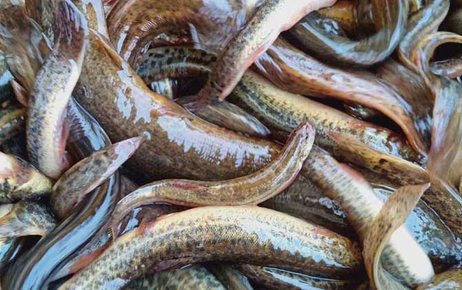 为什么放生泥鳅果报大