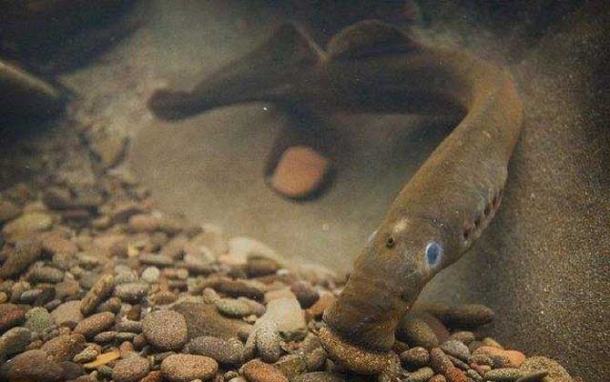 八目鳗是什么动物