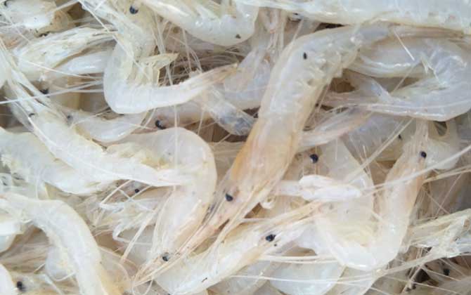 白虾和白对虾是一种虾吗