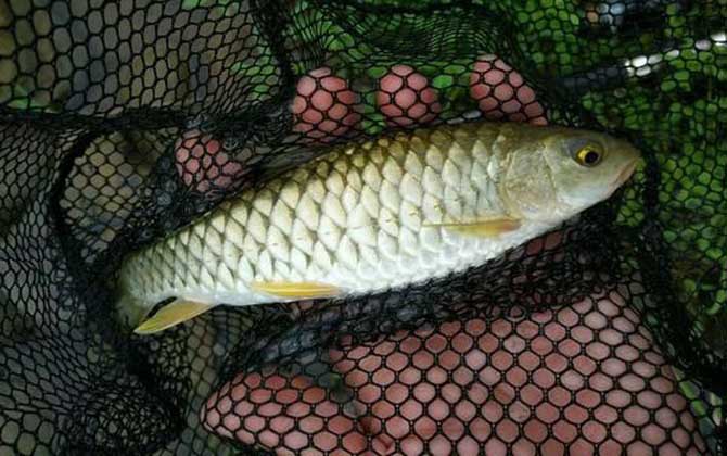 青竹鱼是什么鱼