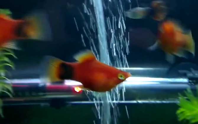 月光鱼怀孕多久生小鱼