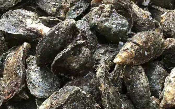 生蚝的做法蒸几分钟最好