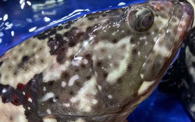 老虎斑产地在哪里