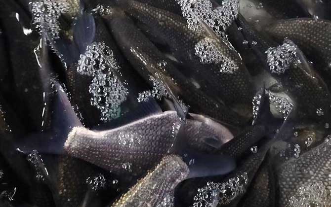 武昌鱼吃什么食物