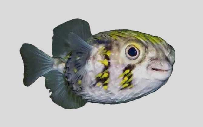 许氏短刺鲀是什么鱼