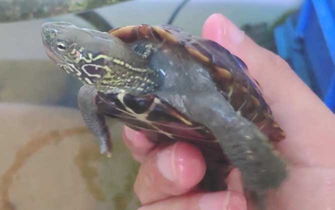 乌龟烂甲病怎么治疗