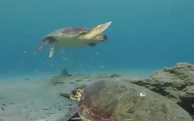 海龟的最大寿命有多长