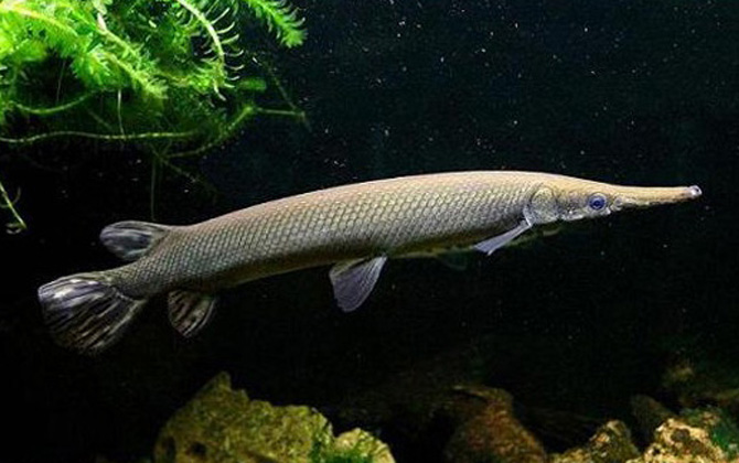 鳄雀鳝是什么鱼