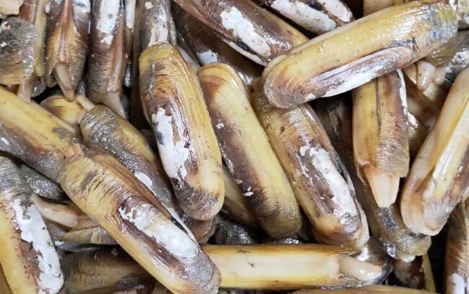 蛏子为什么撒盐就出来